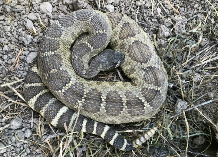 Northern Pacific Rattlesnake